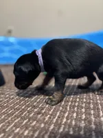 Twilight, a female Doberman Pinscher for sale in Weston, WI – 2 of 5