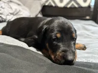 Xena, a female Doberman Pinscher for sale in Weston, WI – 4 of 6