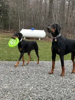 Emerald, a female Doberman Pinscher for sale in Weston, WI – 5 of 5