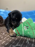 Pumpkin , a female Doberman Pinscher for sale in Weston, WI – 2 of 5