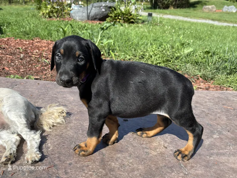 Twilight – Doberman Pinscher puppy for sale in Weston, WI