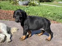 Twilight, a female Doberman Pinscher for sale in Weston, WI – 1 of 8
