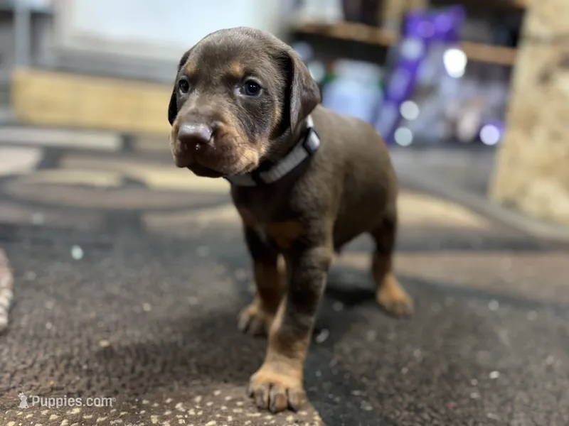 Xavier  – Doberman Pinscher puppy for sale in Weston, WI