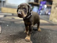 Xavier , a male Doberman Pinscher for sale in Weston, WI – 1 of 7