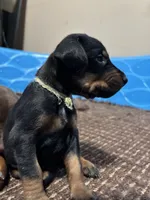 Pumpkin , a female Doberman Pinscher for sale in Weston, WI – 3 of 5