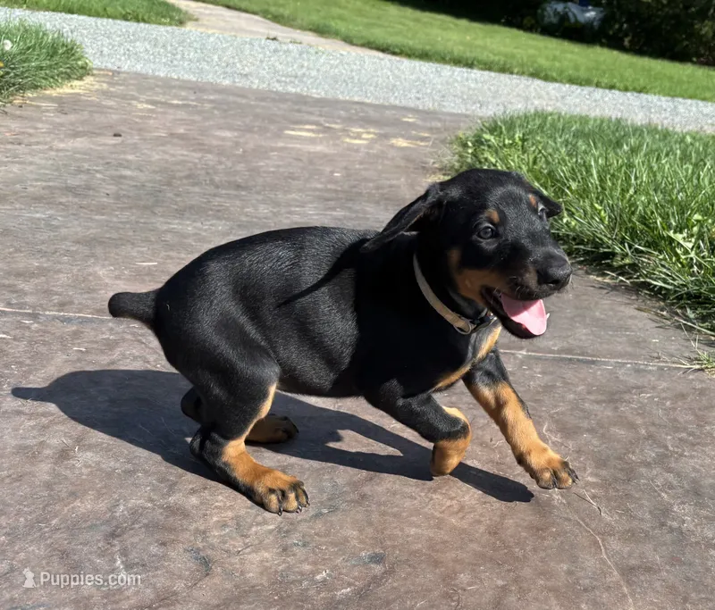 Flower – Doberman Pinscher puppy for sale in Weston, WI