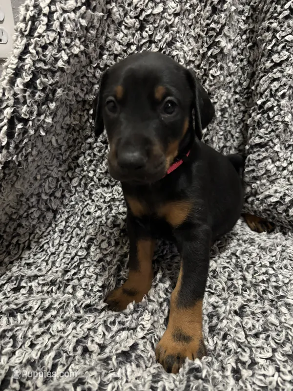 Rose  – Doberman Pinscher puppy for sale in Weston, WI