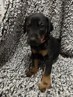 Rose , a female Doberman Pinscher for sale in Weston, WI – 5 of 8