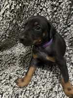 Twilight, a female Doberman Pinscher for sale in Weston, WI – 6 of 8