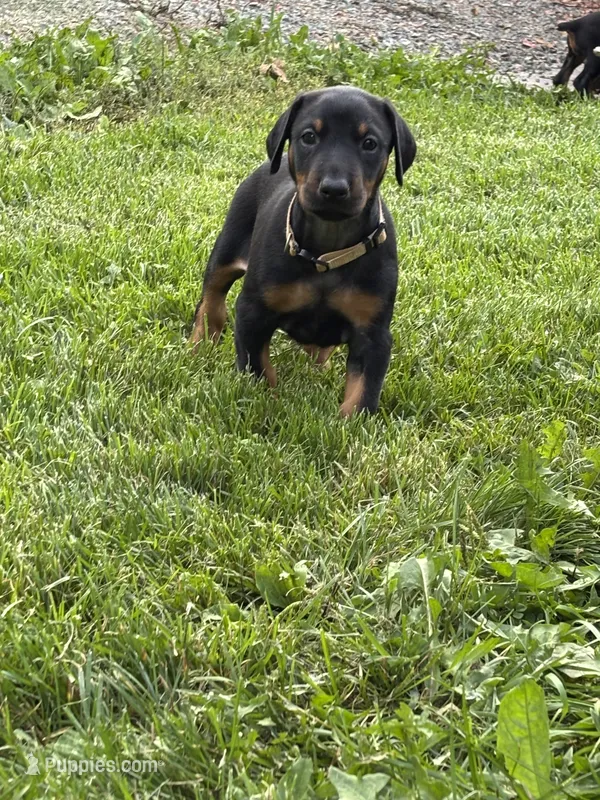 Flower – Doberman Pinscher puppy for sale in Weston, WI