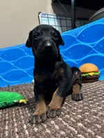 Darth, a female Doberman Pinscher for sale in Weston, WI – 2 of 5