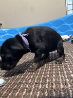 Twilight, a female Doberman Pinscher for sale in Weston, WI – 3 of 5