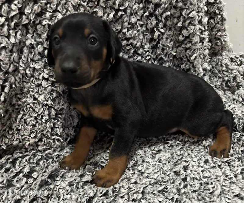Flower – Doberman Pinscher puppy for sale in Weston, WI