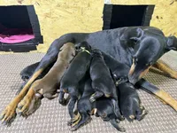 Xavier , a male Doberman Pinscher for sale in Weston, WI – 5 of 7