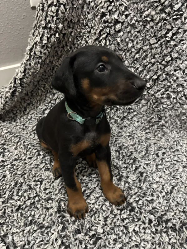 Aqua – Doberman Pinscher puppy for sale in Weston, WI