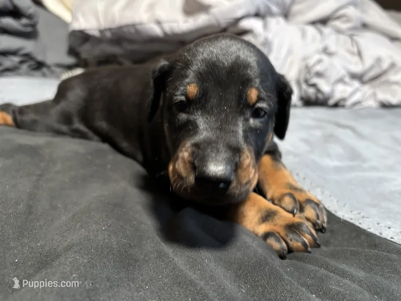 Xena – Doberman Pinscher puppy for sale in Weston, WI