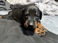 Xena, a female Doberman Pinscher for sale in Weston, WI – 1 of 6