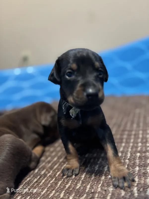 Pumpkin  – Doberman Pinscher puppy for sale in Weston, WI