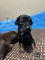 Pumpkin , a female Doberman Pinscher for sale in Weston, WI – 1 of 5
