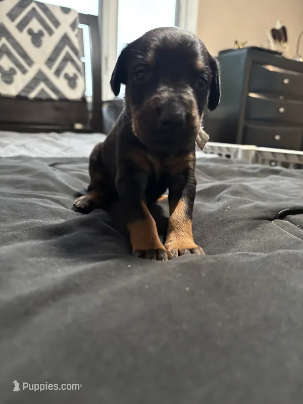 Flower – Doberman Pinscher puppy for sale in Weston, WI