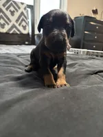 Flower, a female Doberman Pinscher for sale in Weston, WI – 1 of 4