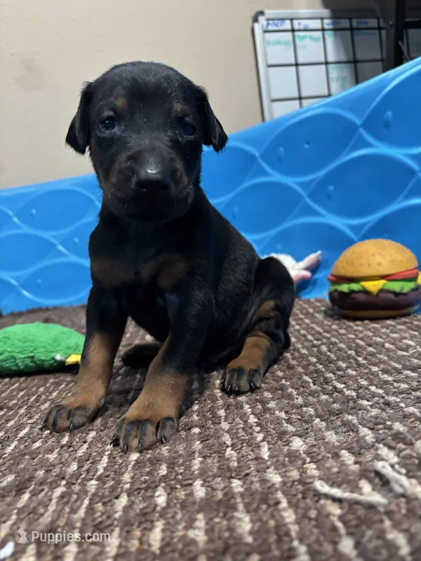 Darth – Doberman Pinscher puppy for sale in Weston, WI