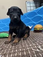 Darth, a female Doberman Pinscher for sale in Weston, WI – 1 of 5