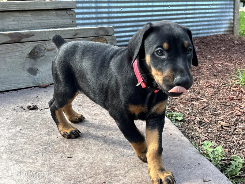 Rose  – Doberman Pinscher puppy for sale in Weston, WI