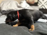 Xena, a female Doberman Pinscher for sale in Weston, WI – 2 of 6