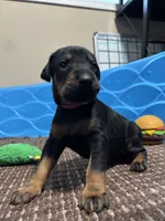 Rose , a female Doberman Pinscher for sale in Weston, WI – 3 of 5