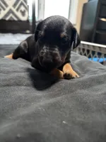 Flower, a female Doberman Pinscher for sale in Weston, WI – 2 of 4