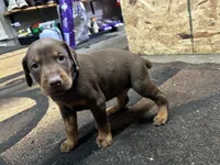 Xavier , a male Doberman Pinscher for sale in Weston, WI – 3 of 7