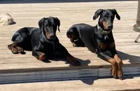 Aqua, a female Doberman Pinscher for sale in Weston, WI – 5 of 6