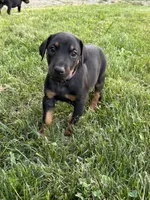 Twilight, a female Doberman Pinscher for sale in Weston, WI – 4 of 8
