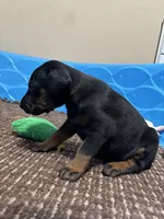 Darth, a female Doberman Pinscher for sale in Weston, WI – 3 of 5