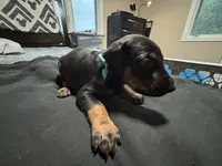 Aqua, a female Doberman Pinscher for sale in Weston, WI – 2 of 6