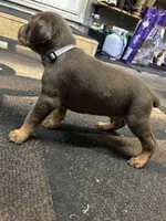 Xavier , a male Doberman Pinscher for sale in Weston, WI – 2 of 7