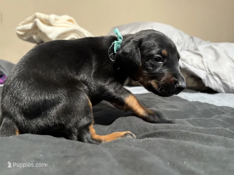 Aqua – Doberman Pinscher puppy for sale in Weston, WI