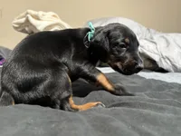 Aqua, a female Doberman Pinscher for sale in Weston, WI – 1 of 6