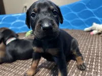 Emerald, a female Doberman Pinscher for sale in Weston, WI – 2 of 5