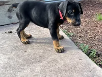 Rose , a female Doberman Pinscher for sale in Weston, WI – 2 of 8