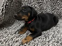 Rose , a female Doberman Pinscher for sale in Weston, WI – 6 of 8