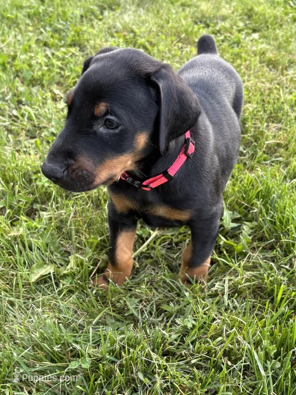 Rose  – Doberman Pinscher puppy for sale in Weston, WI