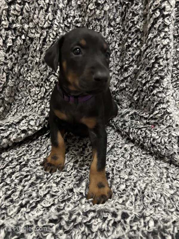 Twilight – Doberman Pinscher puppy for sale in Weston, WI
