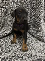 Twilight, a female Doberman Pinscher for sale in Weston, WI – 5 of 8