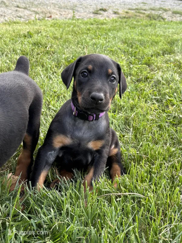 Twilight – Doberman Pinscher puppy for sale in Weston, WI