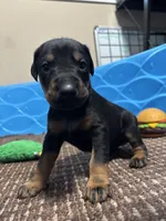 Rose , a female Doberman Pinscher for sale in Weston, WI – 2 of 5