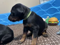 Emerald, a female Doberman Pinscher for sale in Weston, WI – 3 of 5