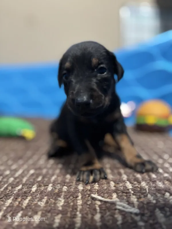 Twilight – Doberman Pinscher puppy for sale in Weston, WI