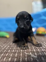 Twilight, a female Doberman Pinscher for sale in Weston, WI – 1 of 5